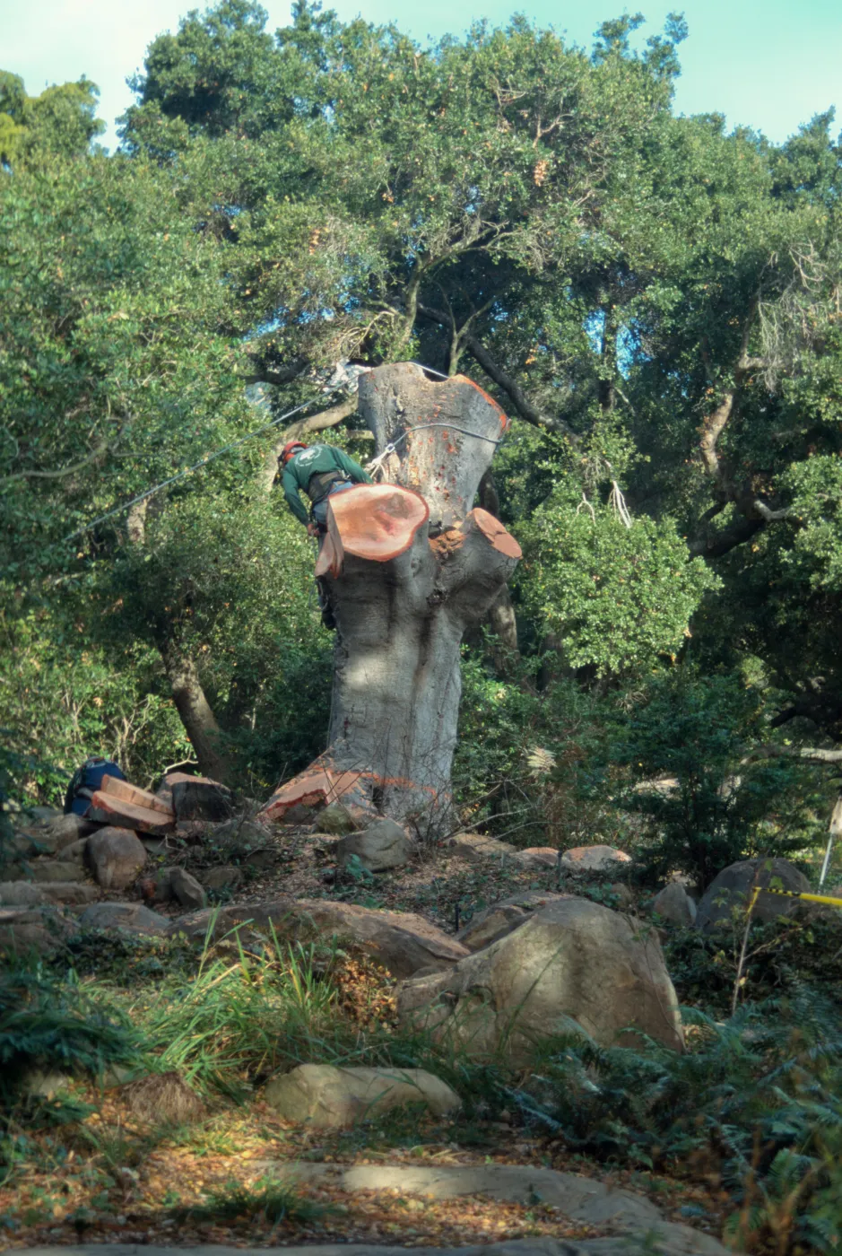 Brook oak removal