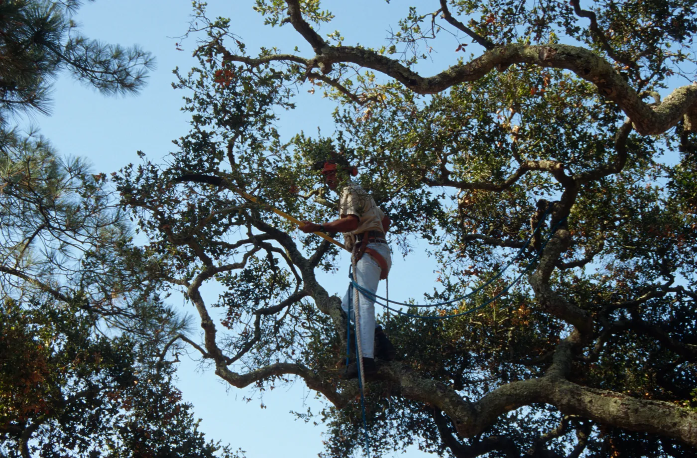 Oak tree trimming