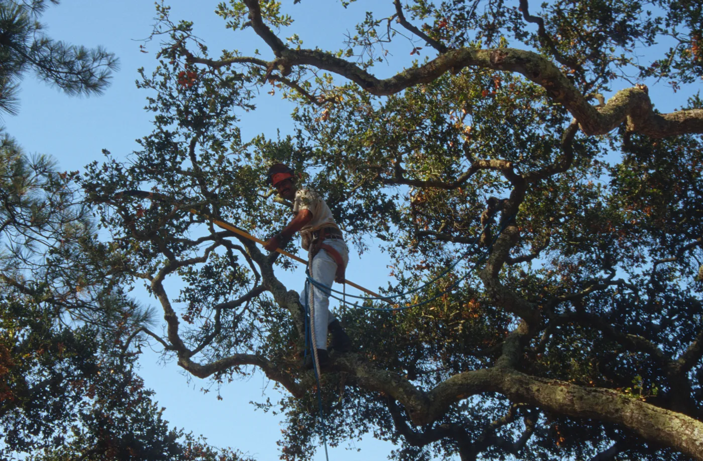 Oak tree trimming