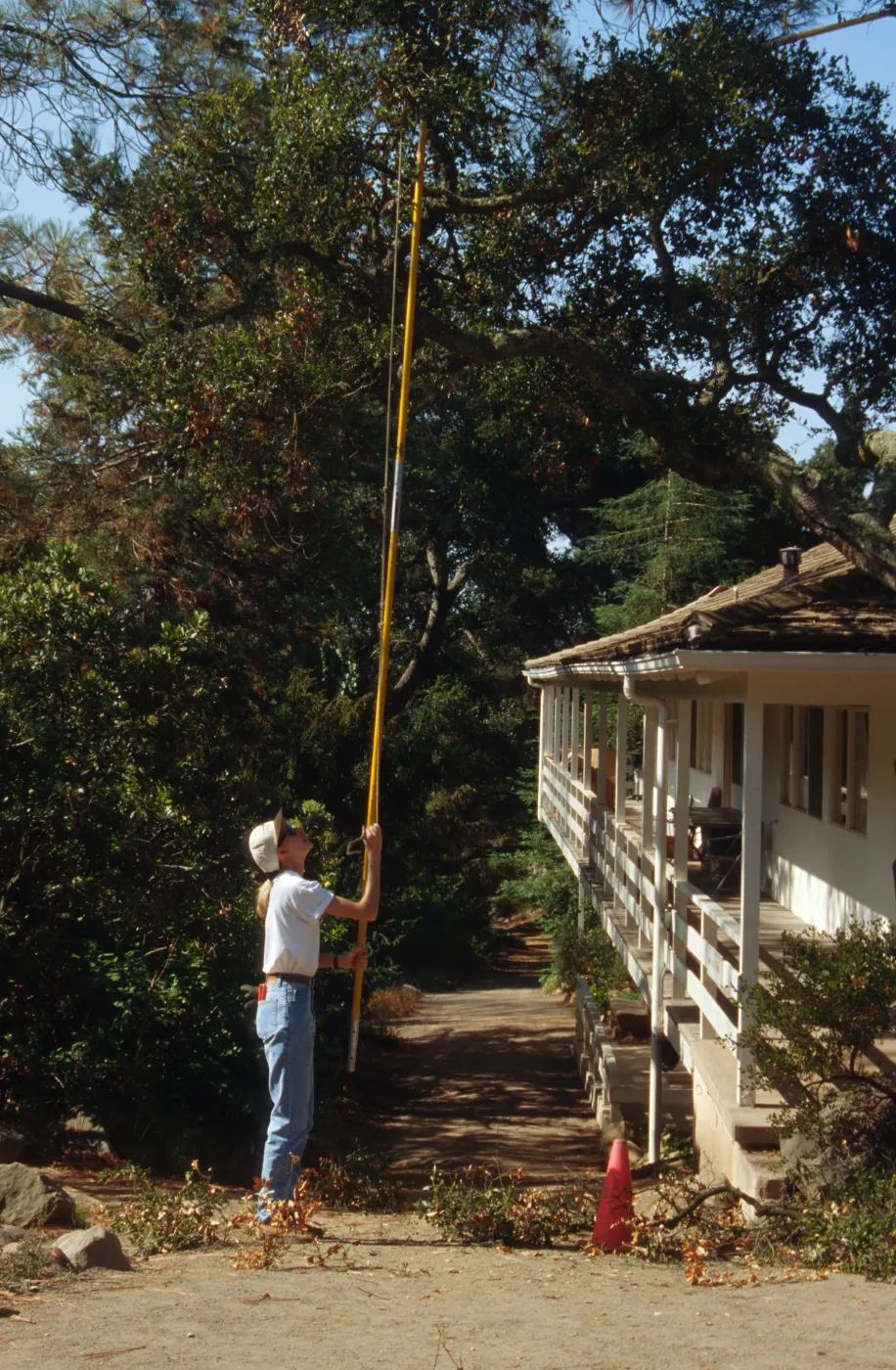 Oak tree trimming