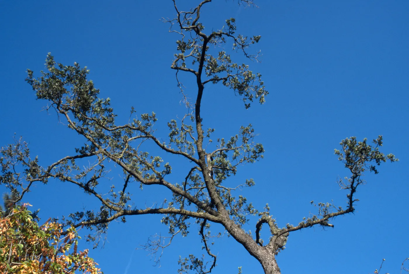 Valley oak - dying