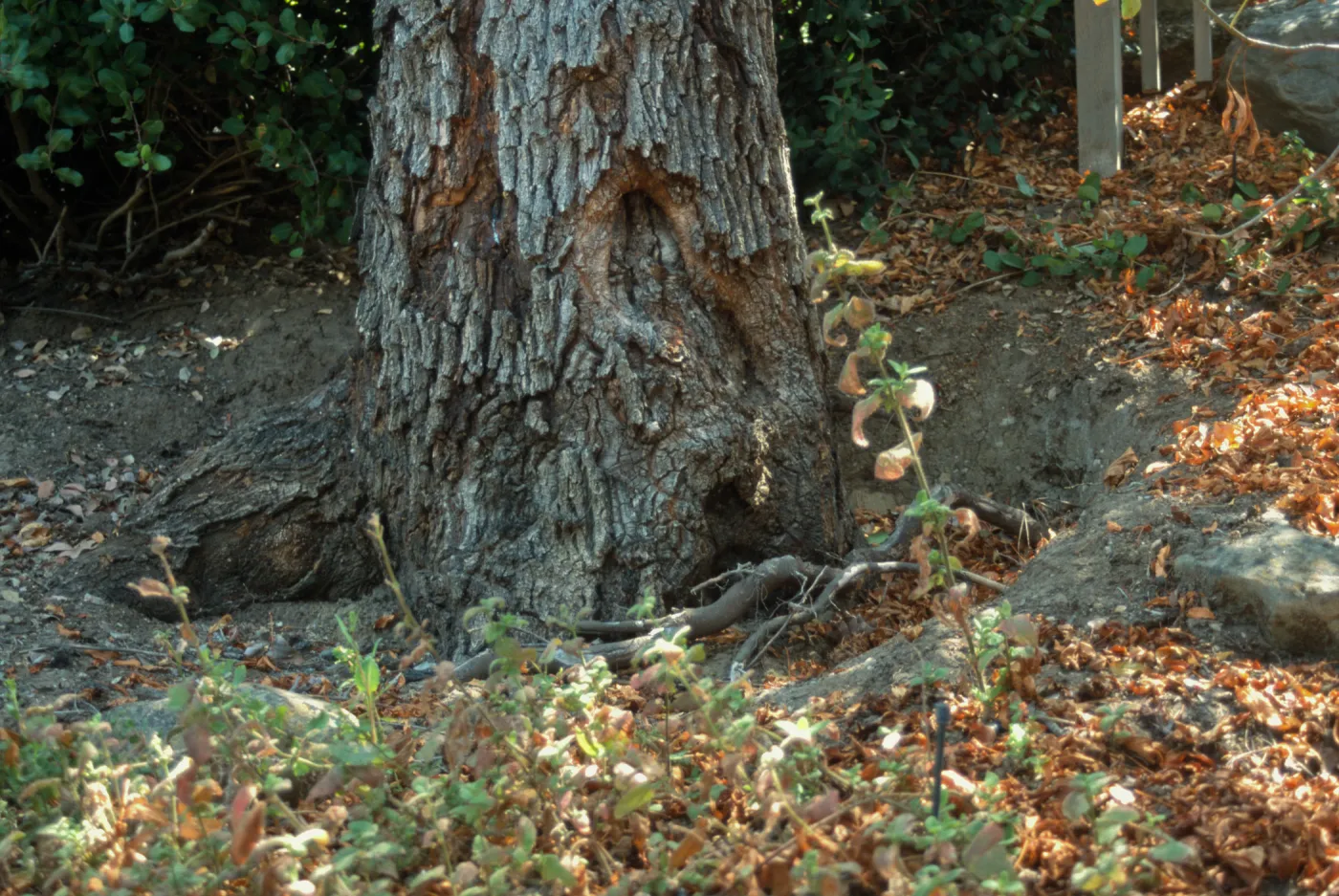 Valley oak on parking lot bank