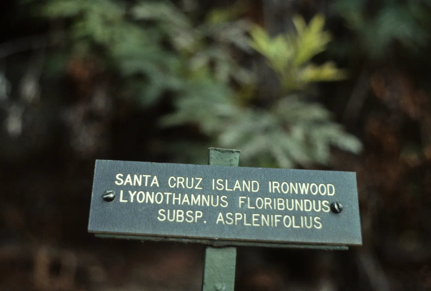 Ironwood plant sign