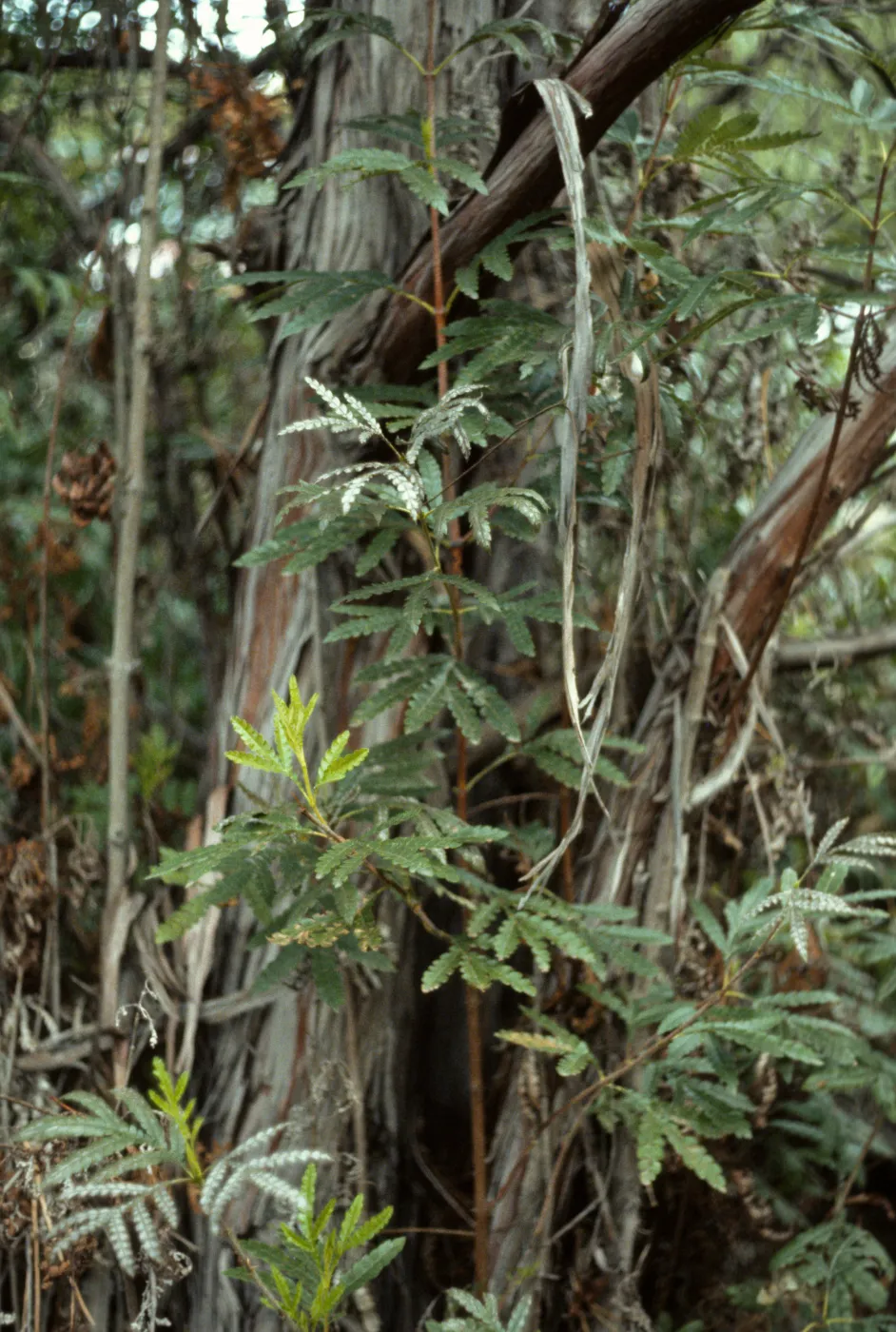 Ironwood tree