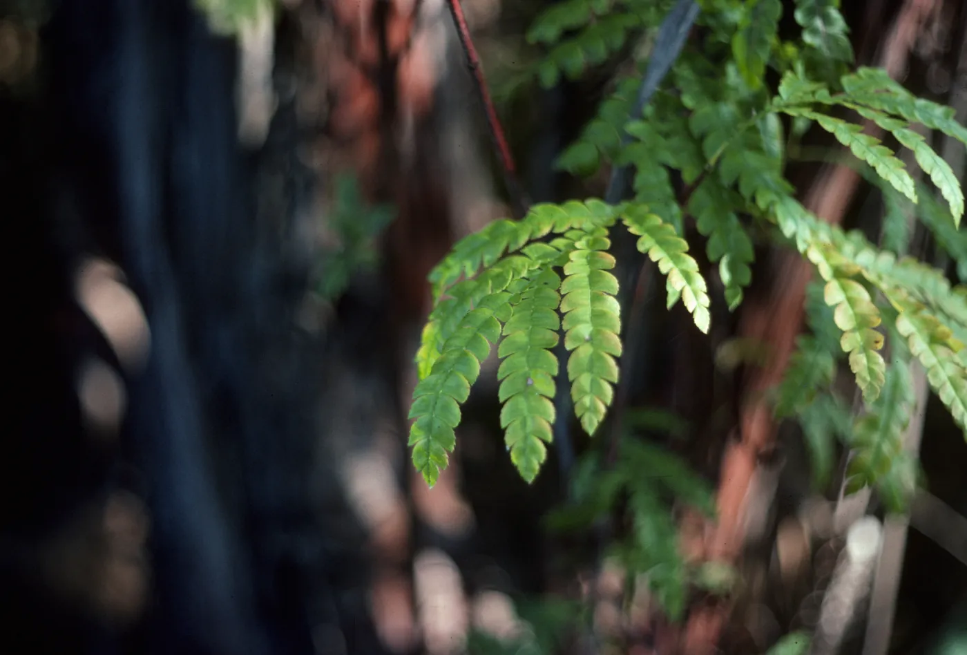 Ironwood leaf
