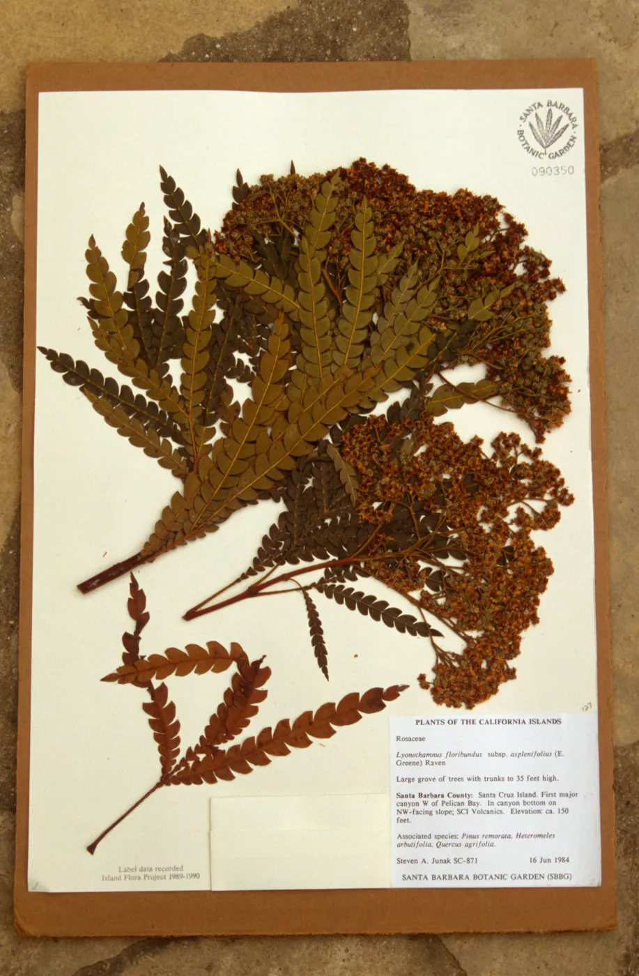 Ironwood herbarium specimen