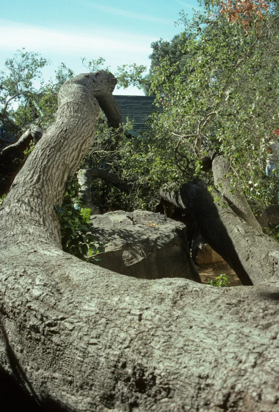 Fallen oak between Herbarium and Cottage