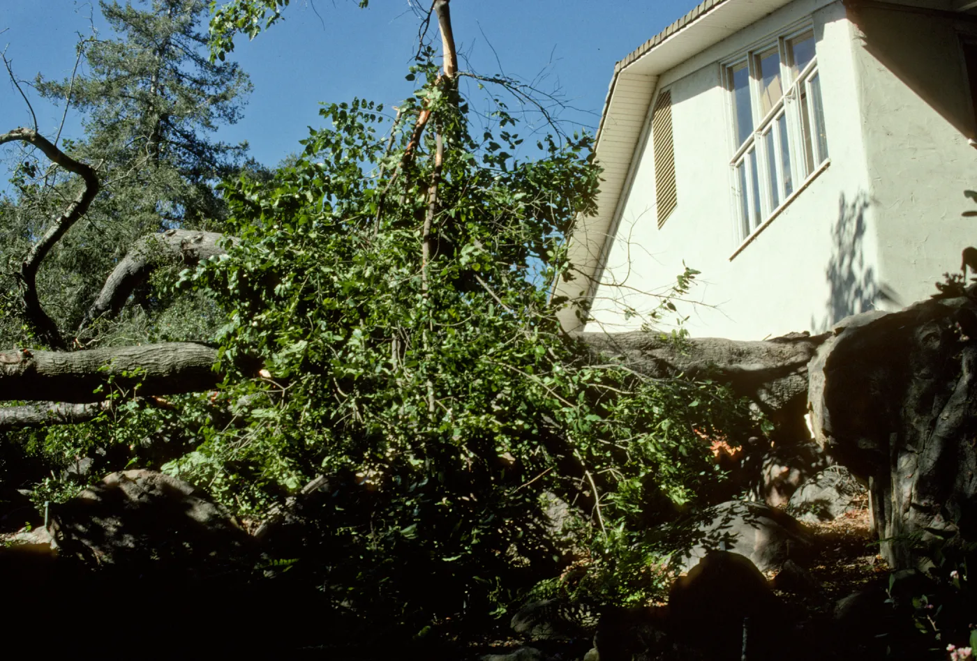 Fallen oak between Herbarium and Cottage