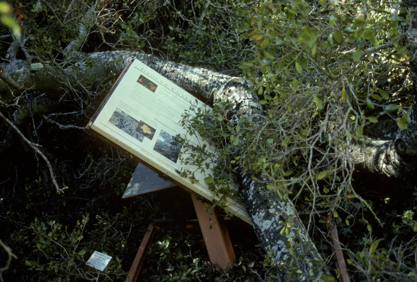 Sign damaged by fallen oak between Herbarium and Cottage