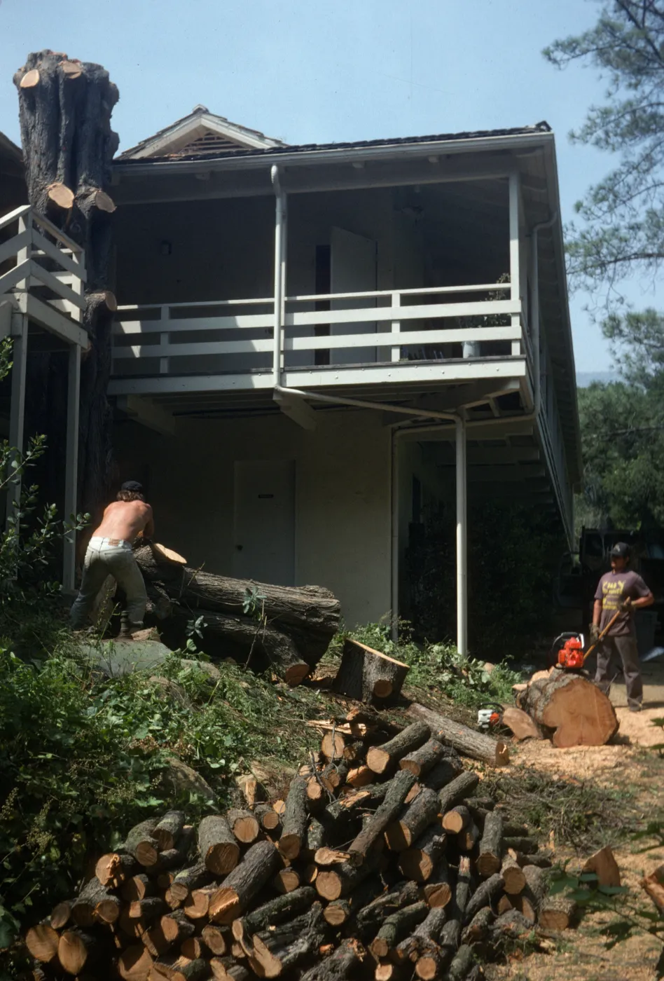Tree being removed outside kitchen