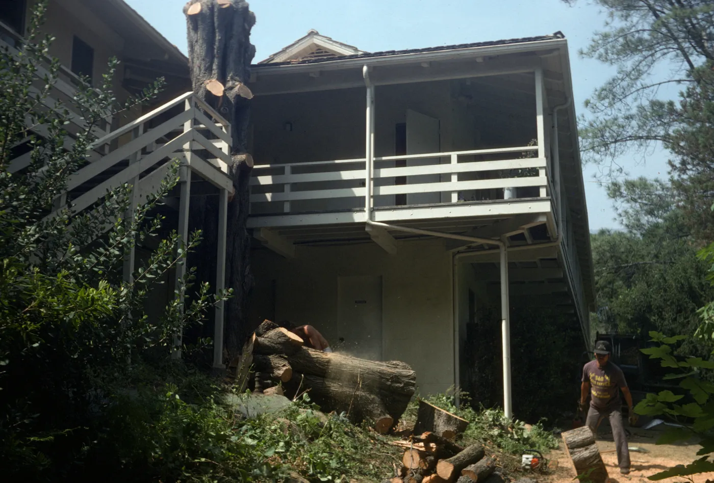 Tree being removed outside kitchen