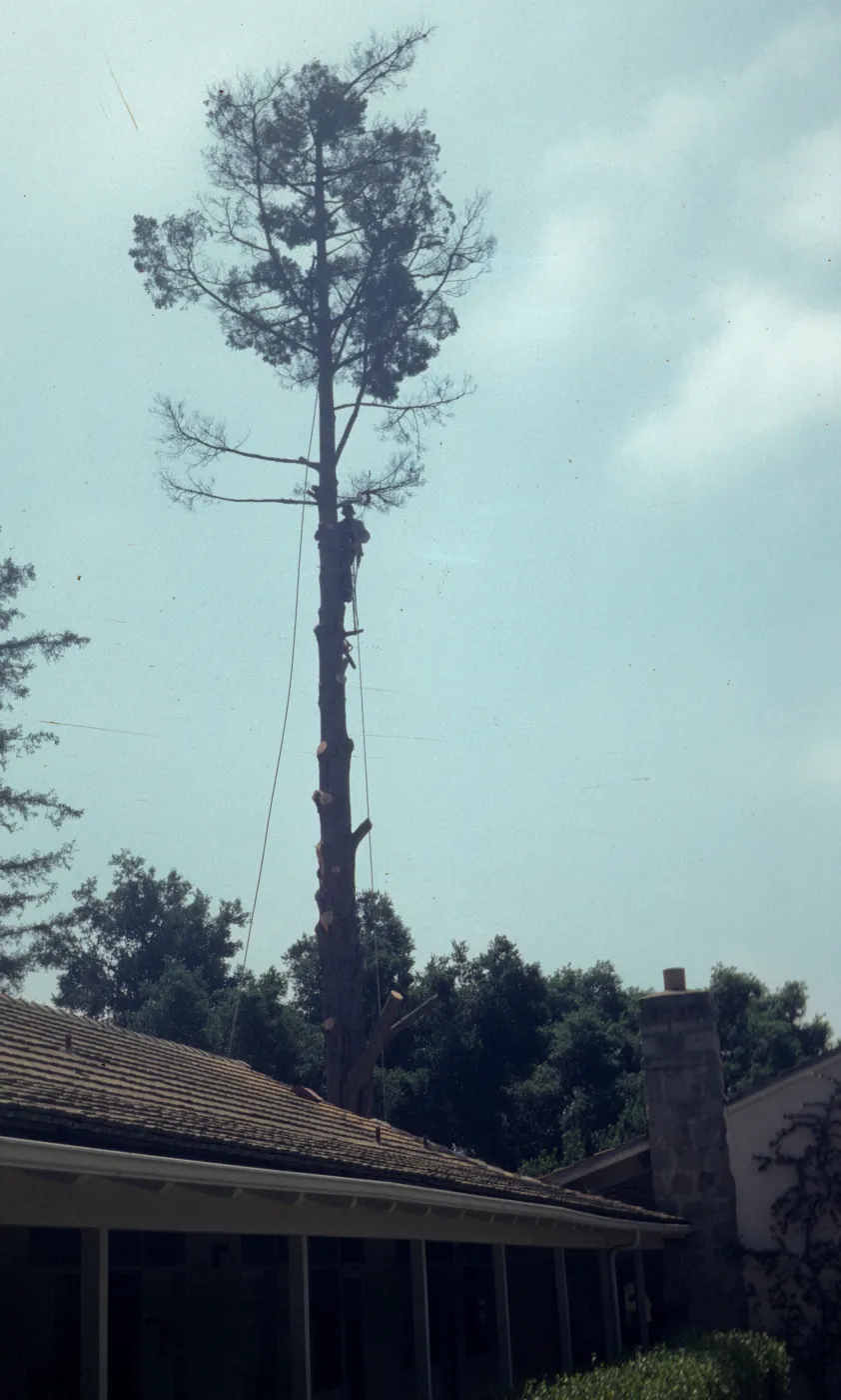 Tree removal near north wing