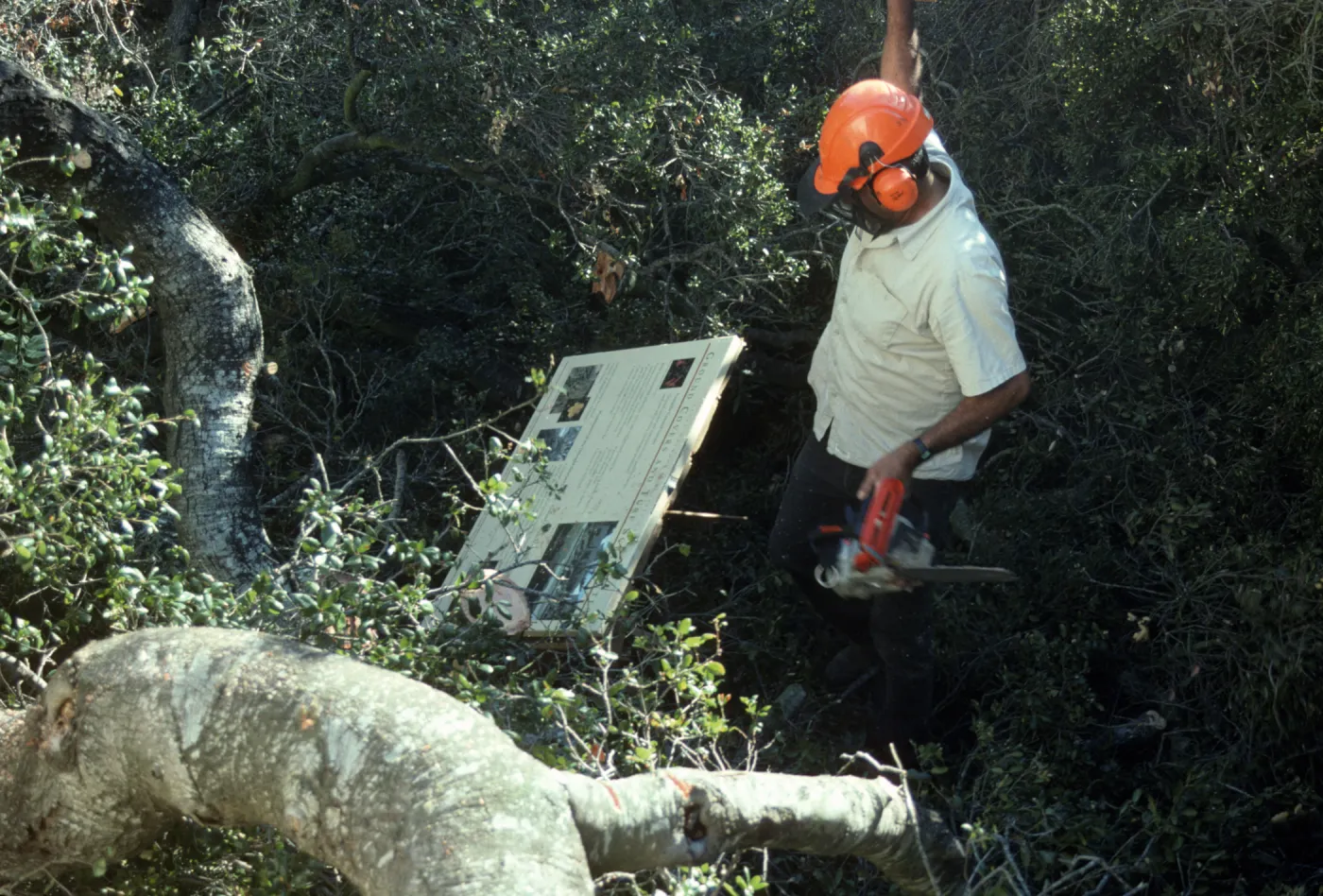 Oak Tree Fell Outside Herbarium