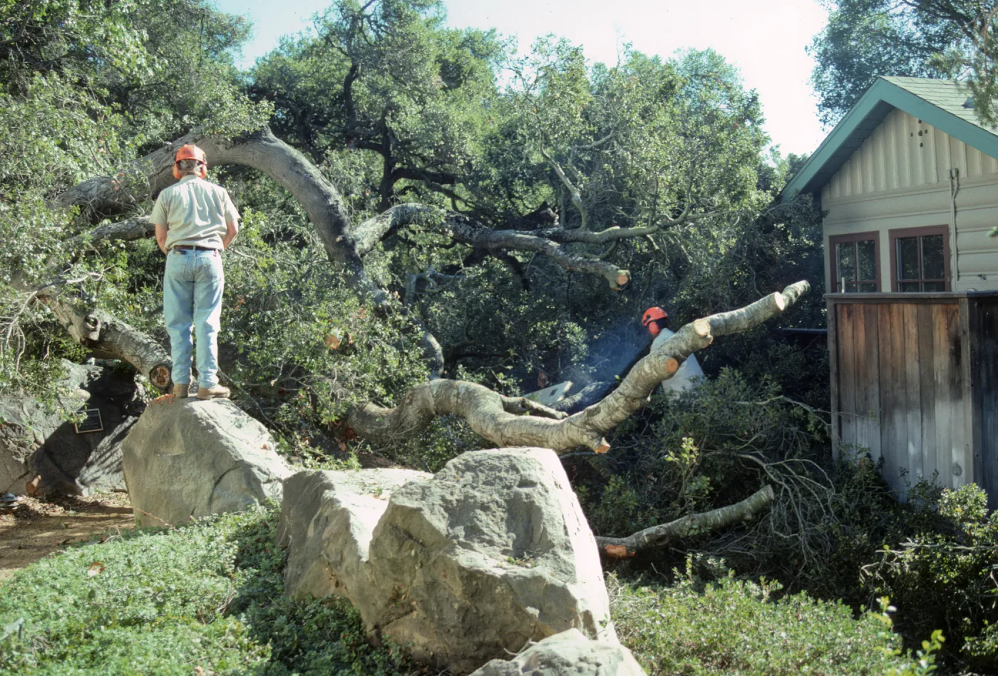 Oak Tree Fell Outside Herbarium
