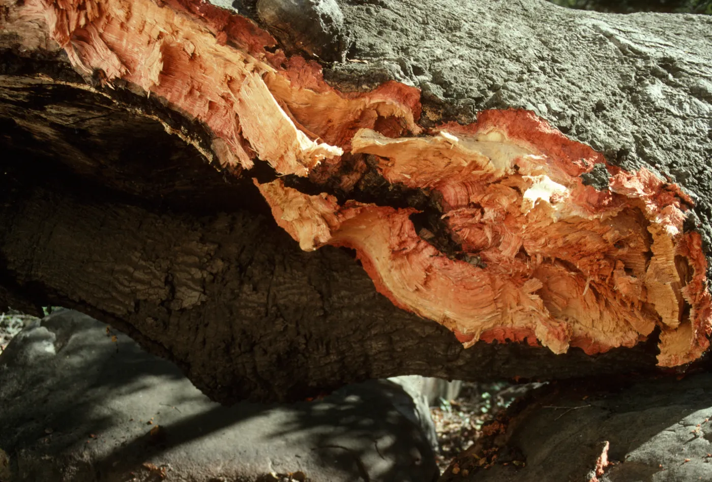 Detail of Oak Tree that Fell Outside Herbarium