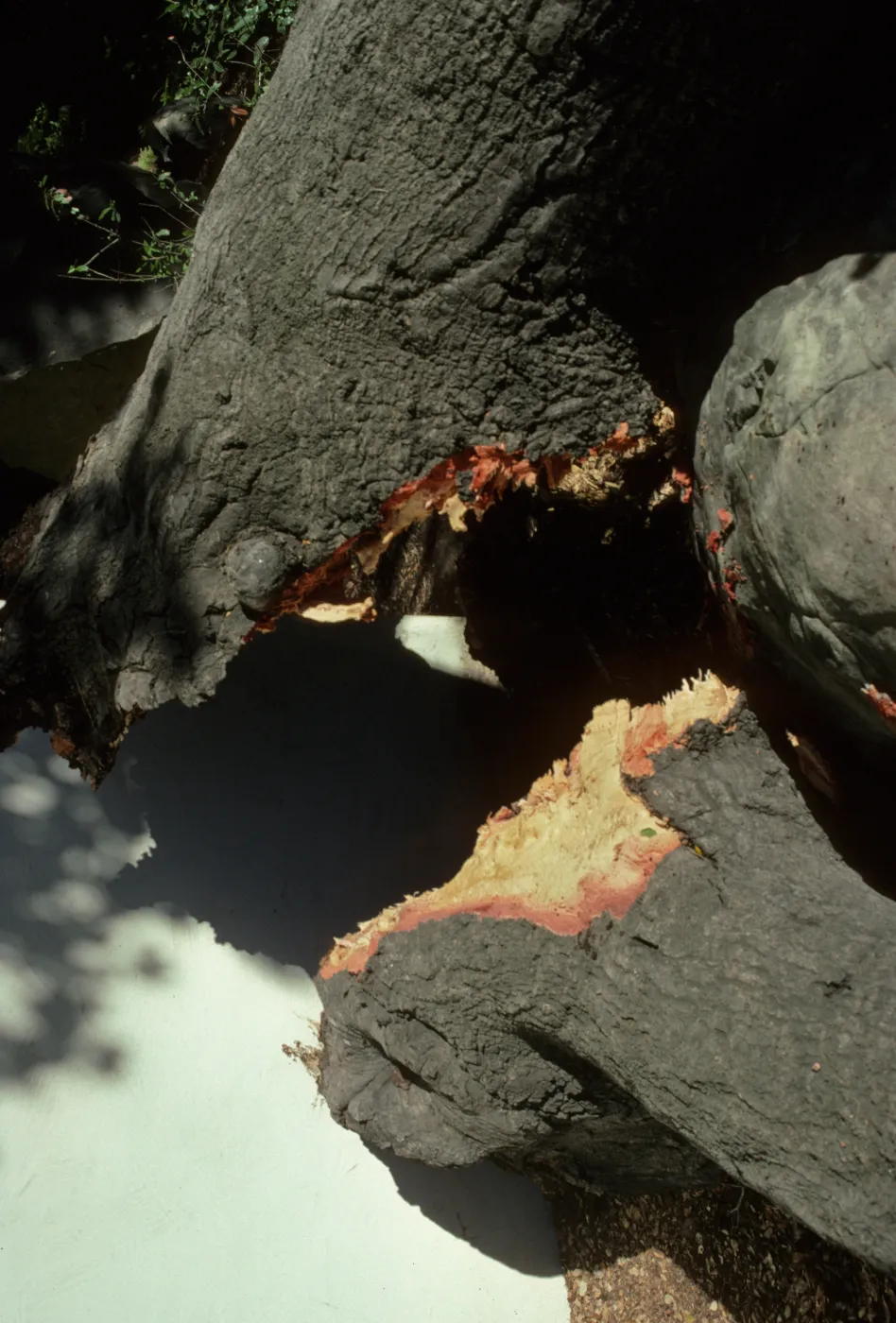 Detail of Oak Tree that Fell Outside Herbarium