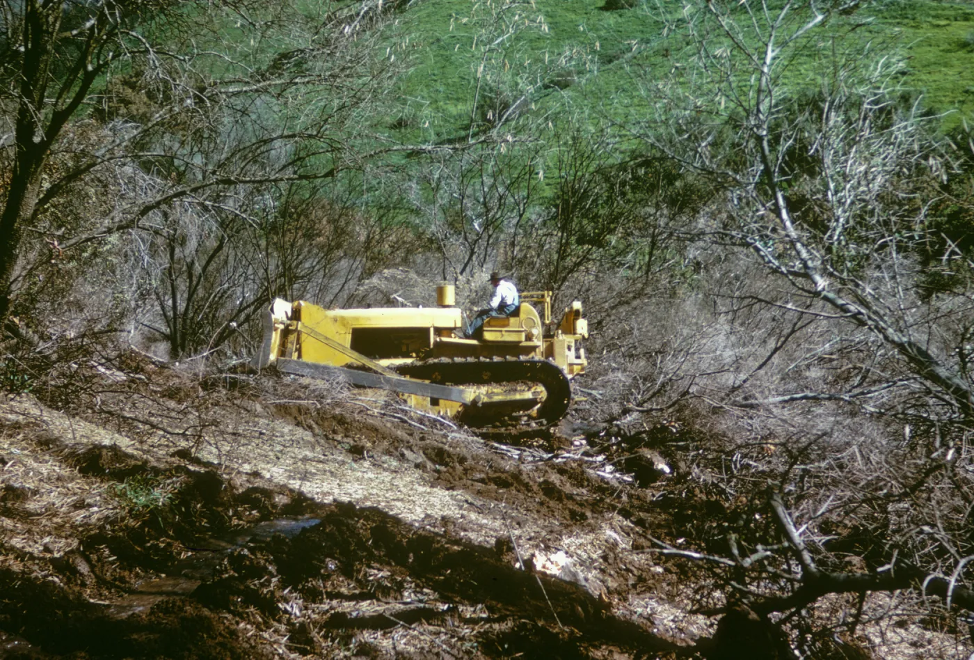 Clearing Burned Olives after Coyote Fire
