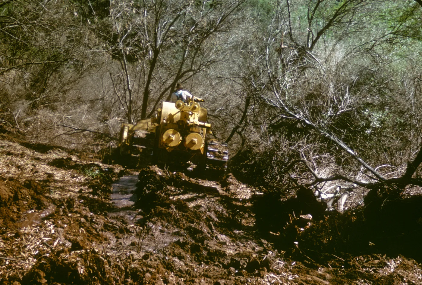 olive Grove clearing after Coyote Fire
