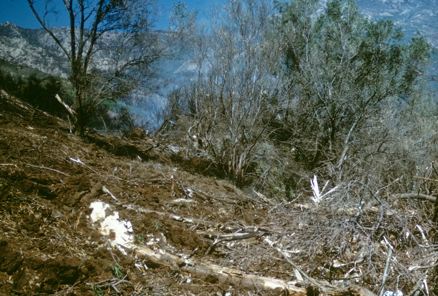 olive Grove clearing after Coyote Fire