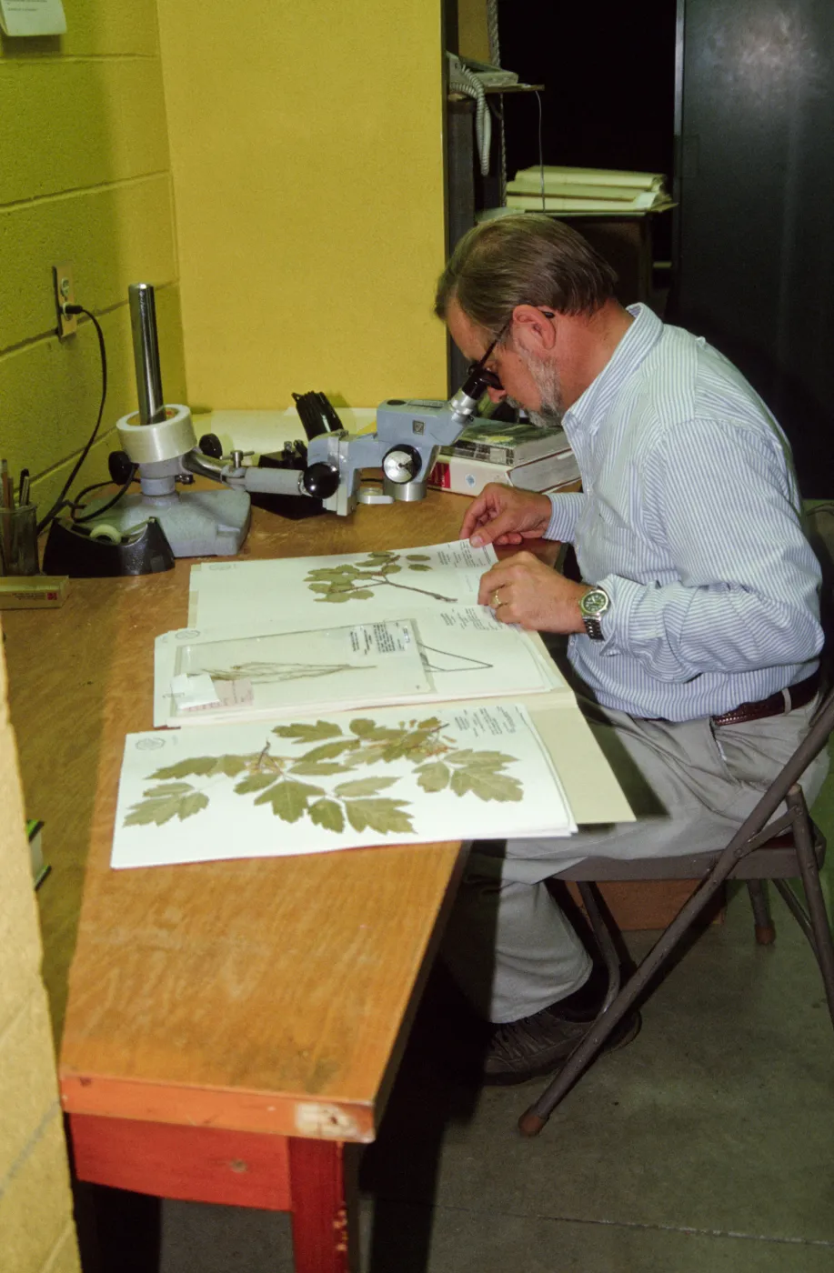 Dieter Wilken, analyzing Herbarium specimens