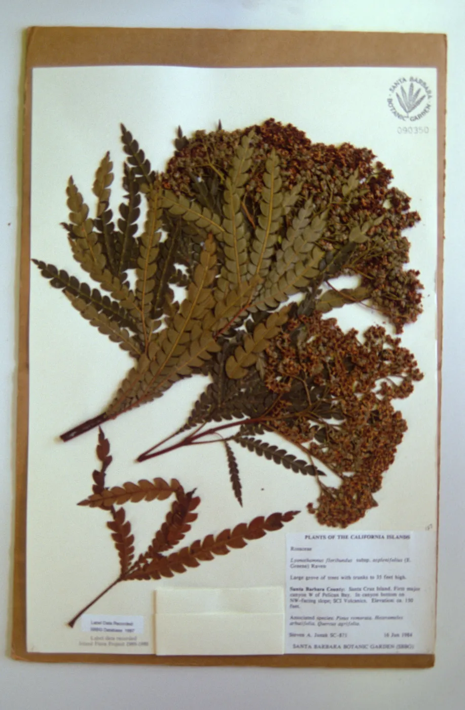 Lynothamnus, Herbarium specimen sheet