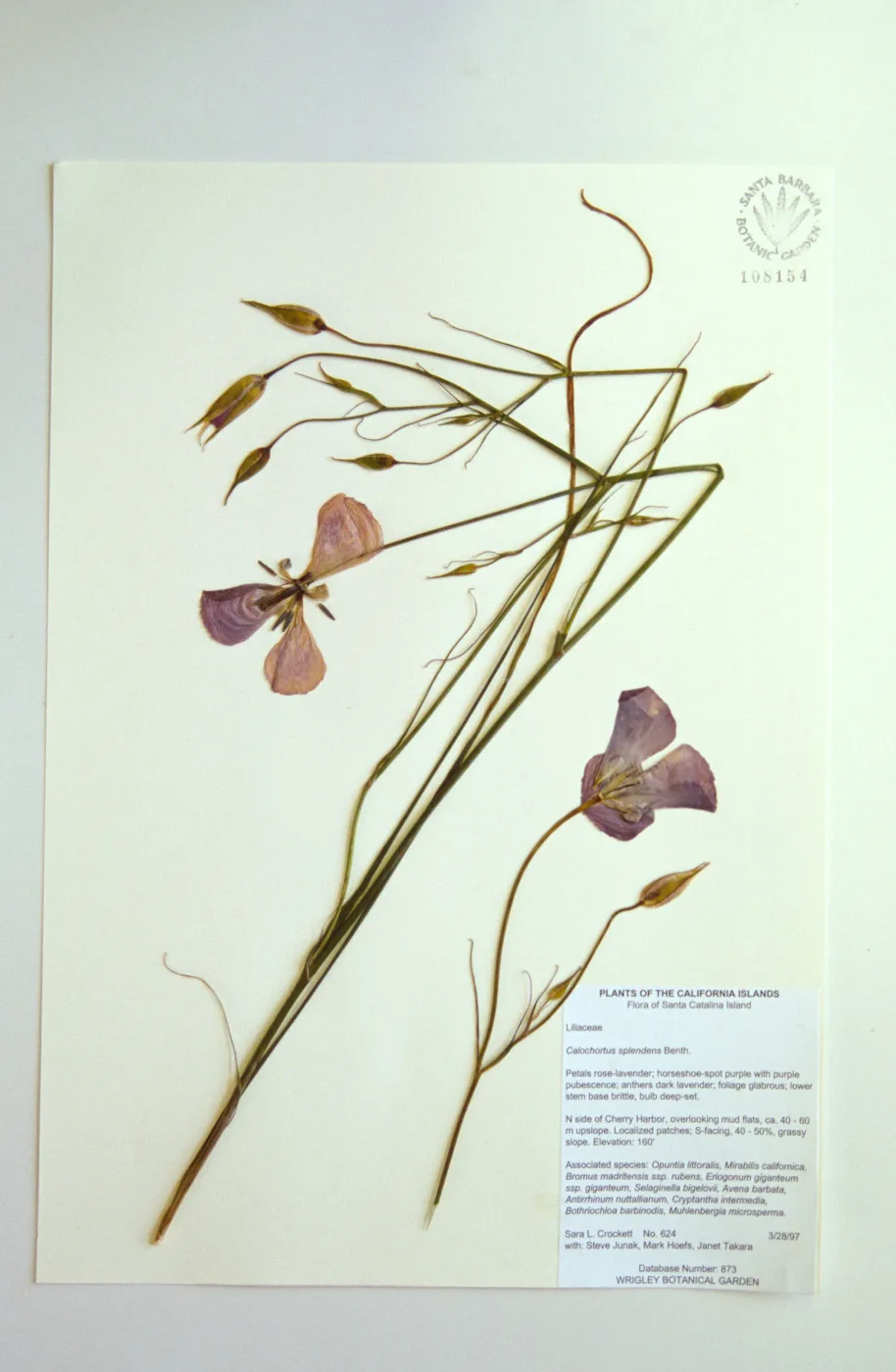 Herbarium specimen sheets
