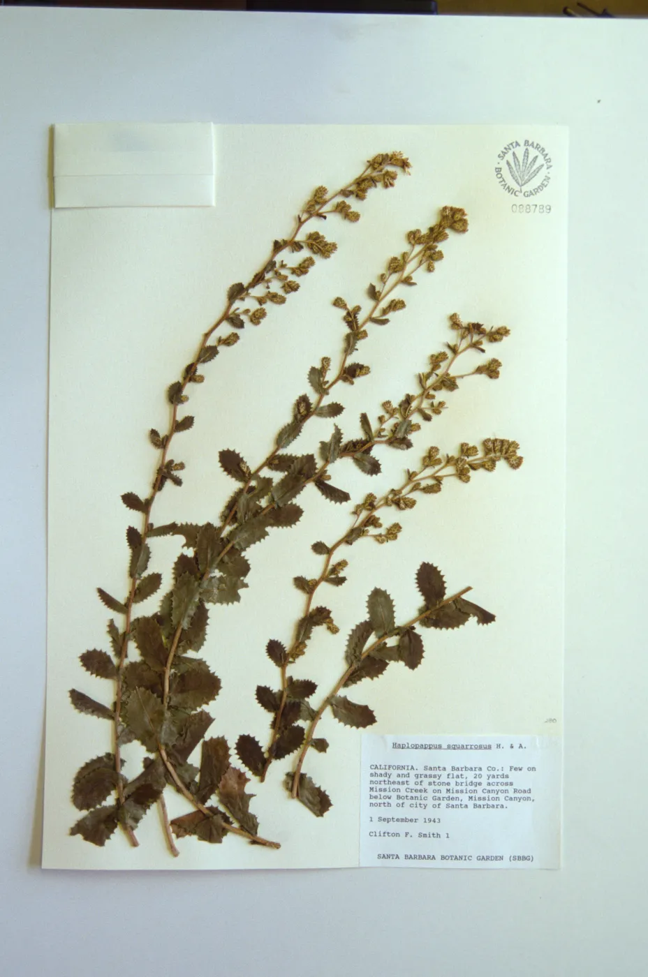 Herbarium specimen sheets