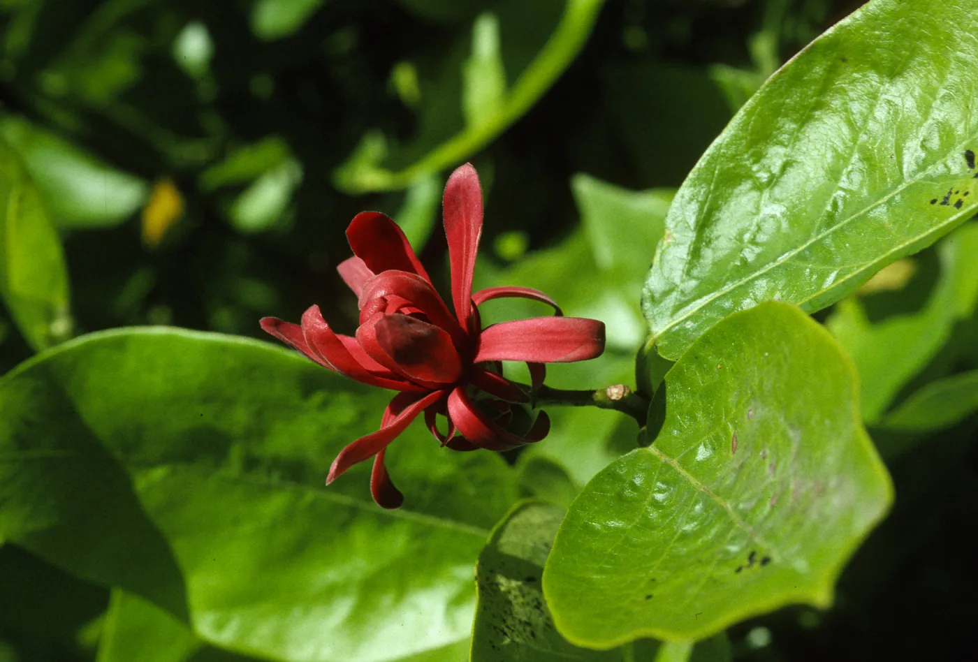 Calycanthus