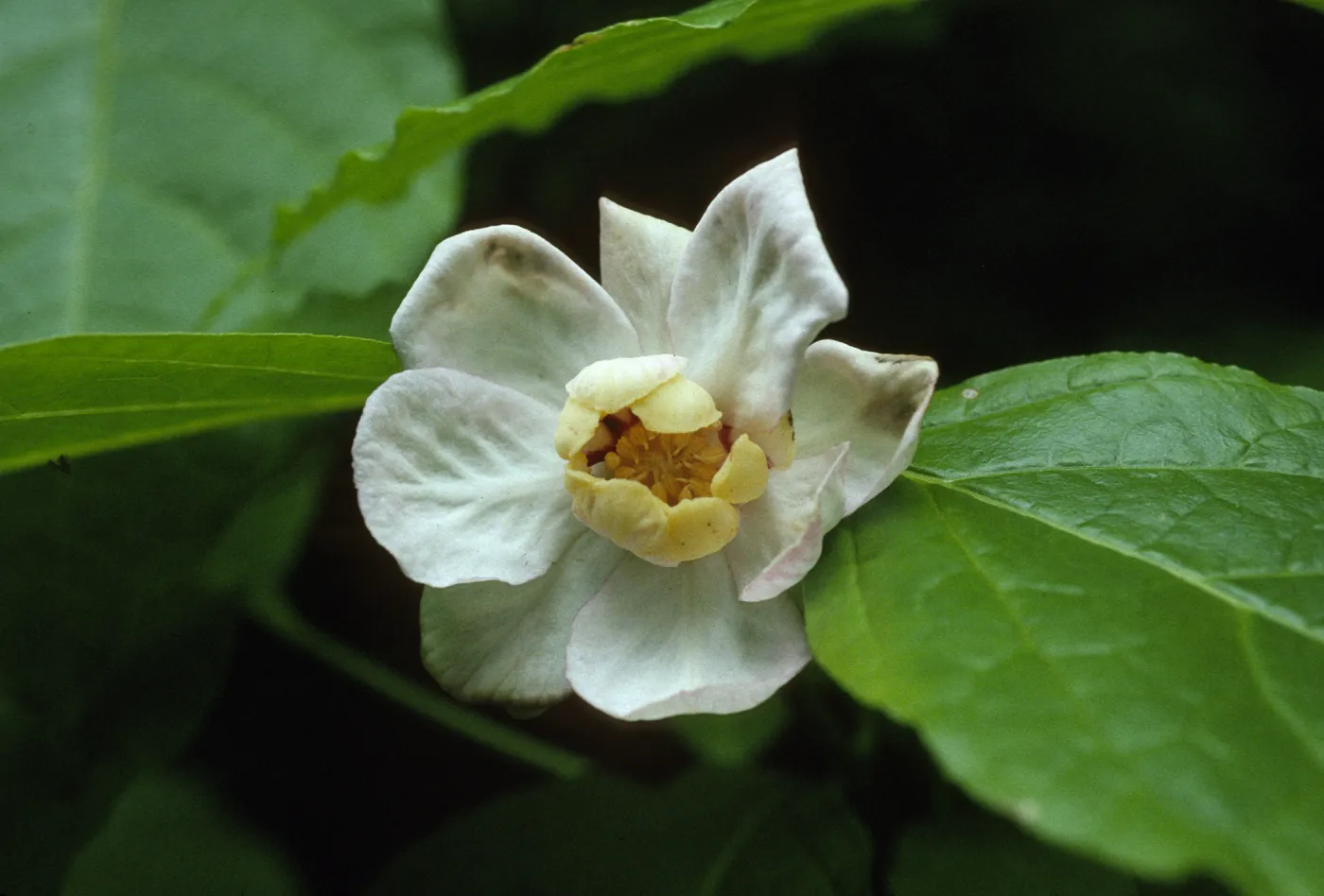 Sinocalycanthus