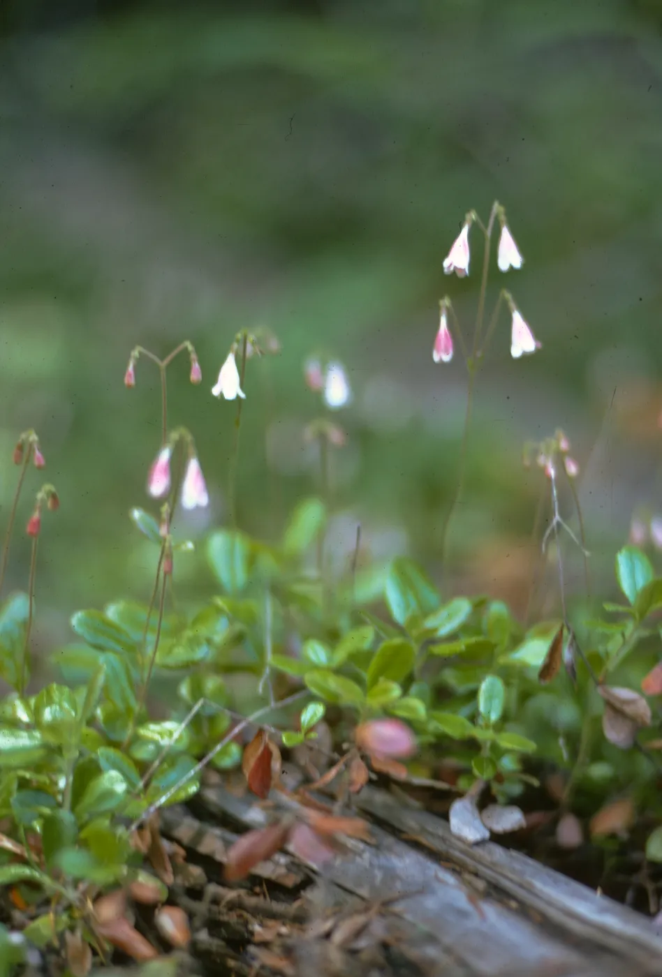Linnaea