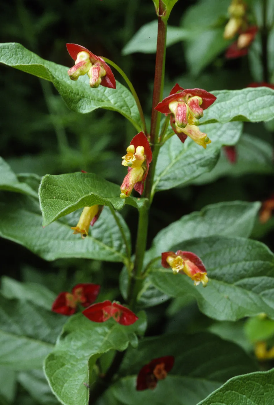 Lonicera