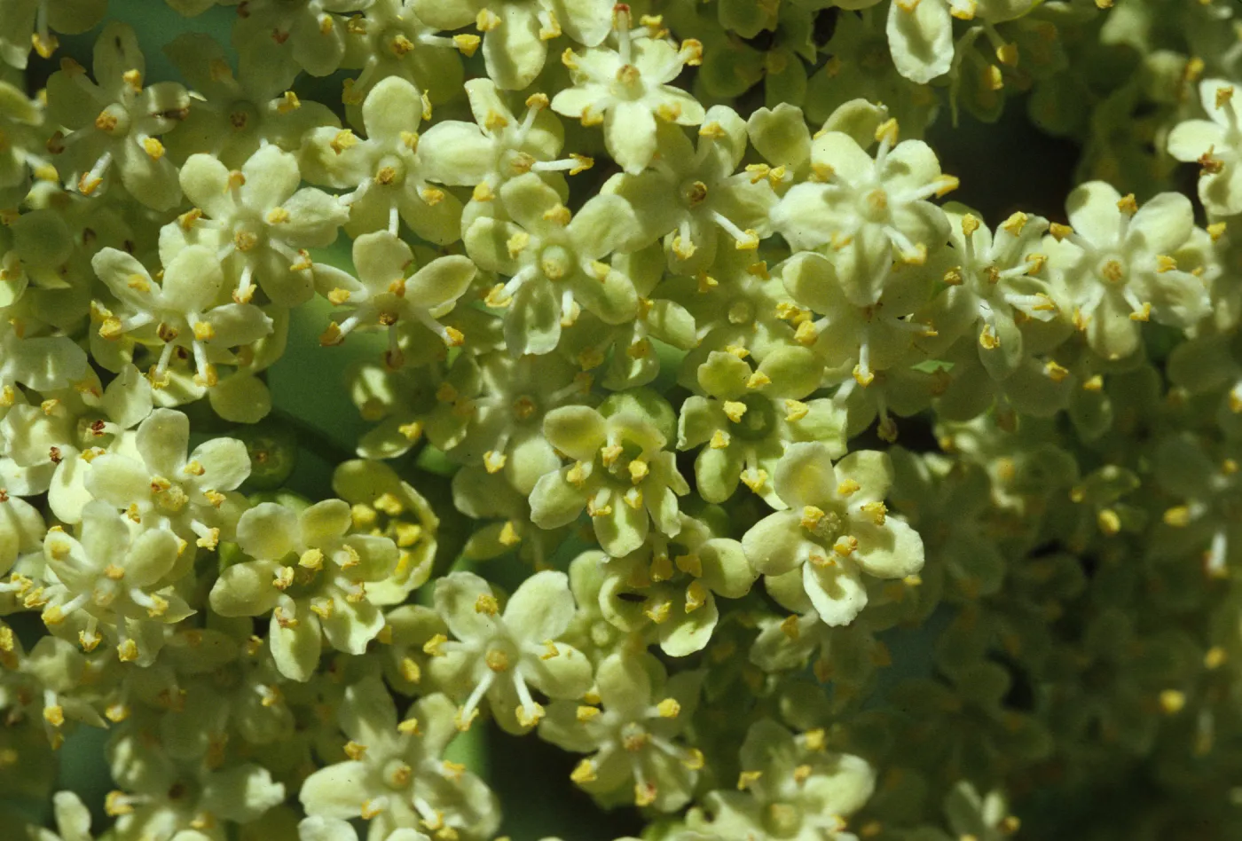 Sambucus