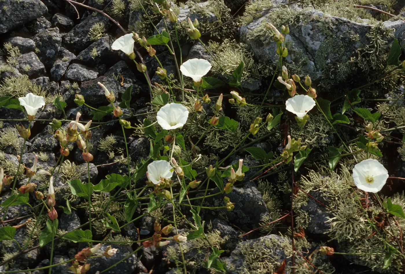 Calystegia
