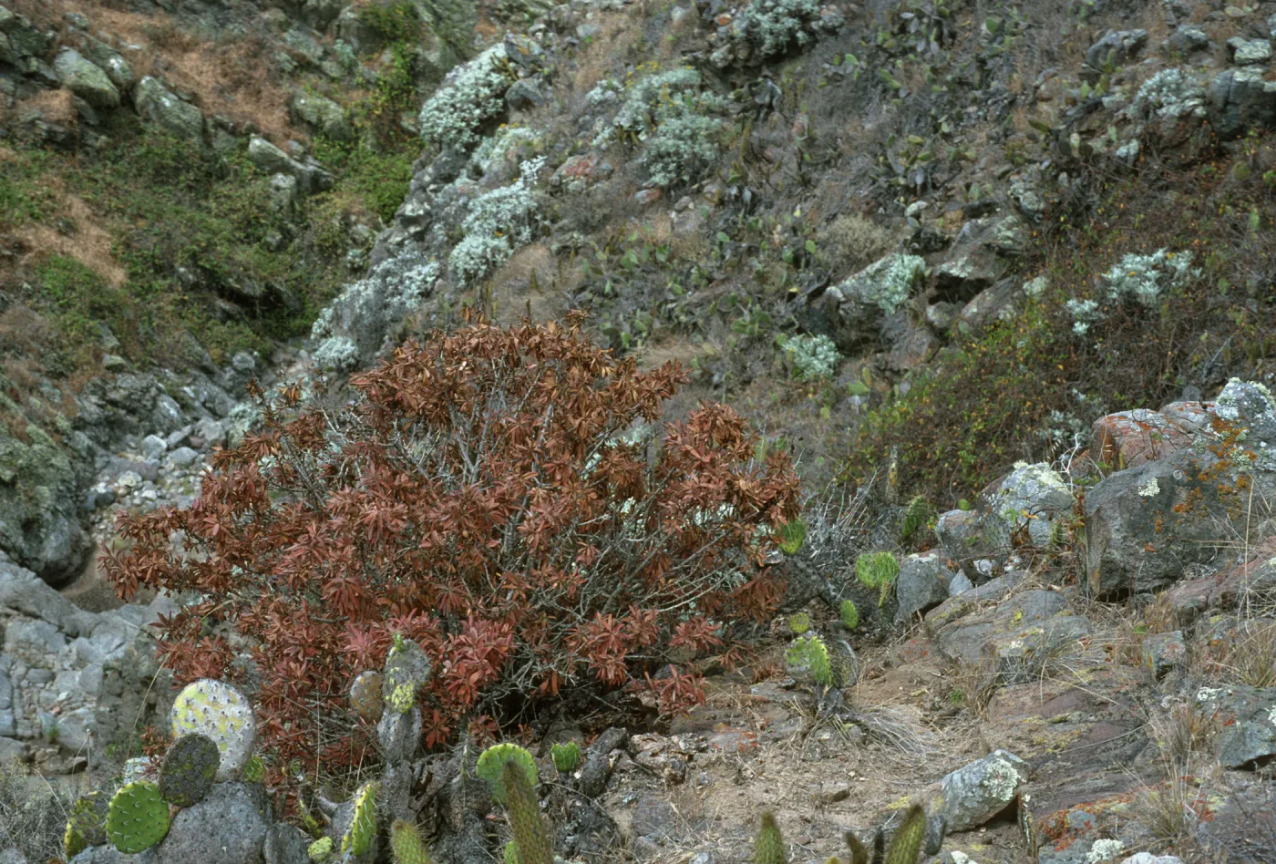 Crossossoma