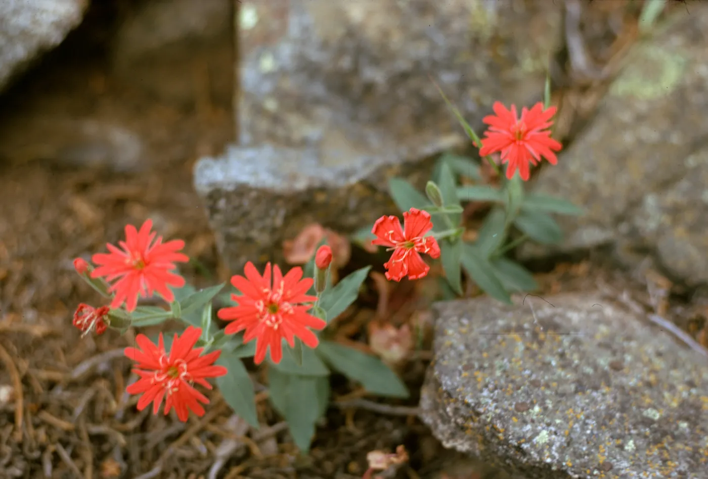 Silene
