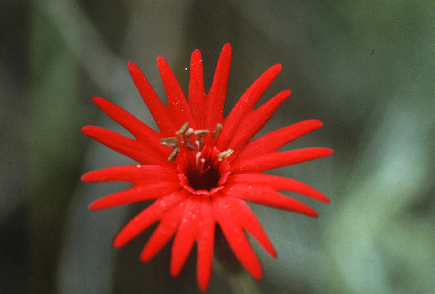Silene