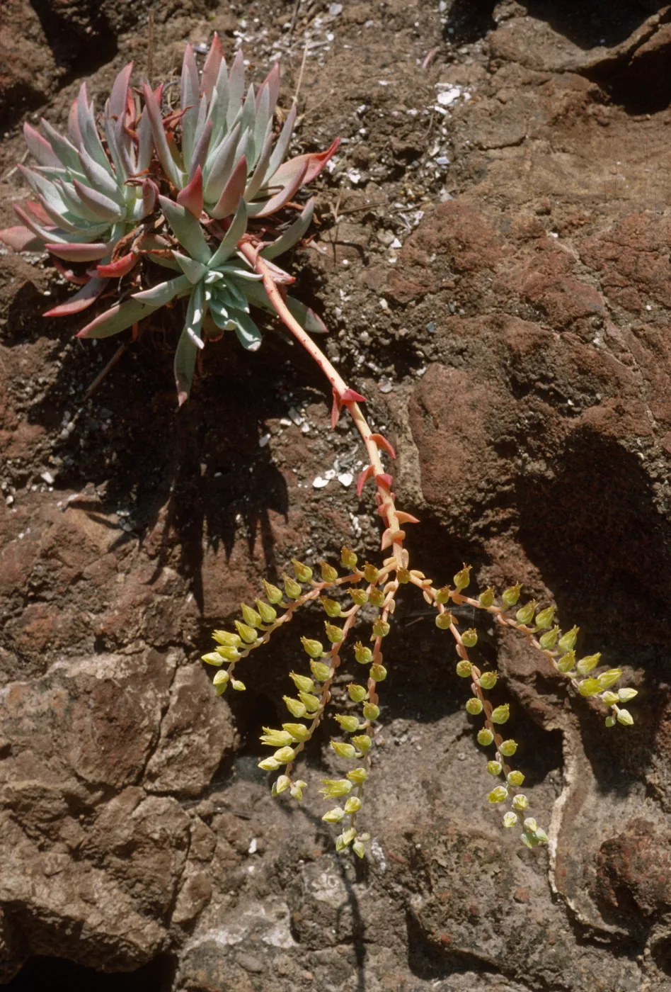 Dudleya