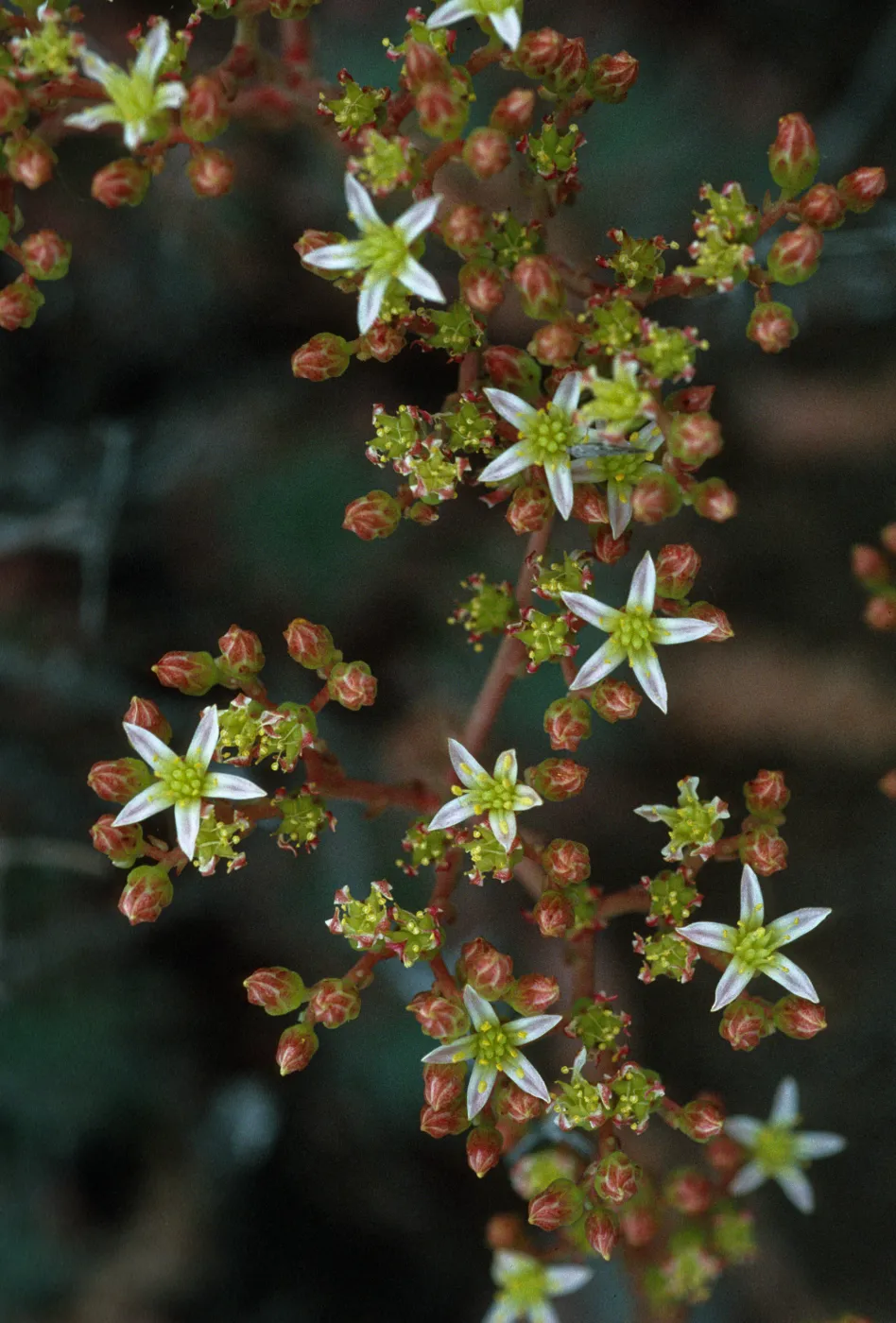 Dudleya