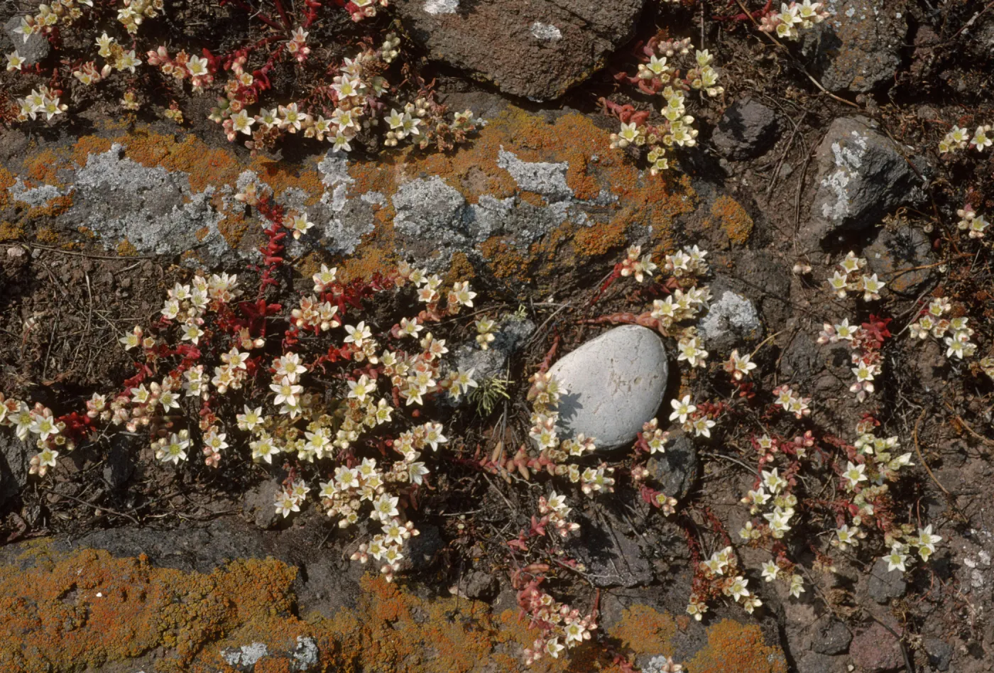 Dudleya