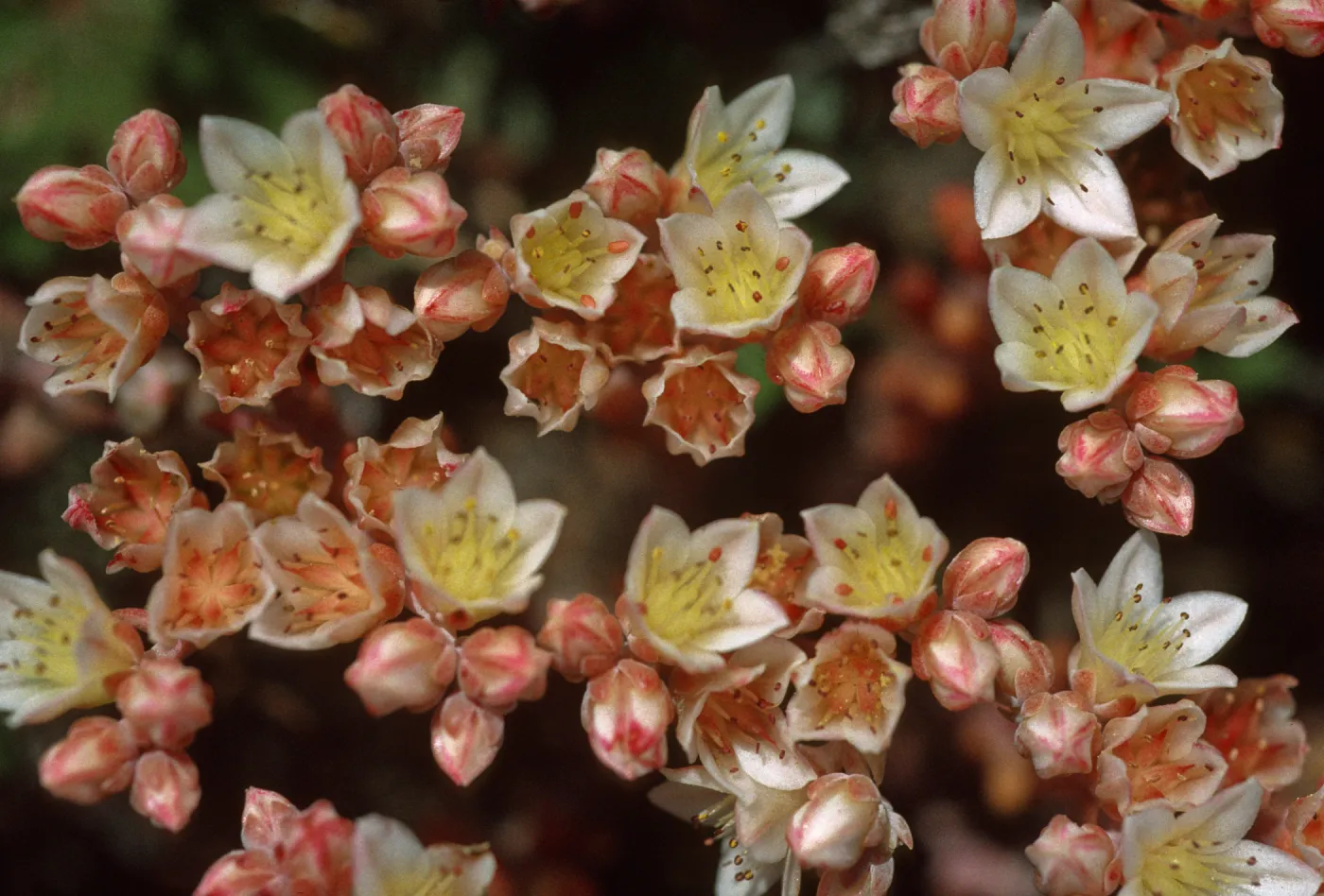 Dudleya