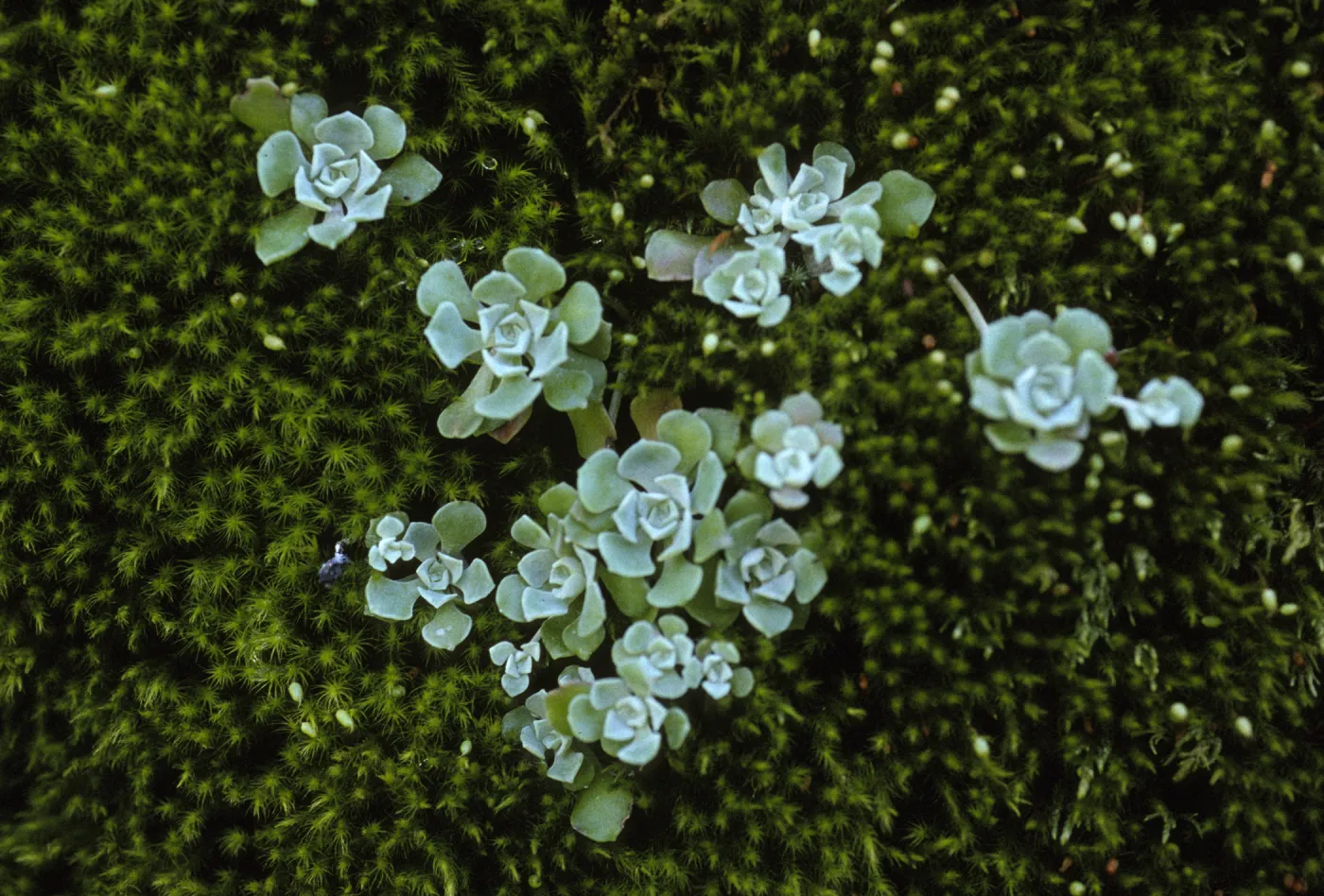 Sedum
