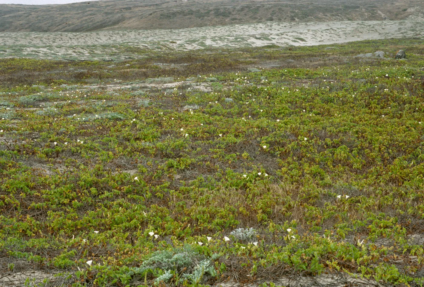 San Clemente Island
