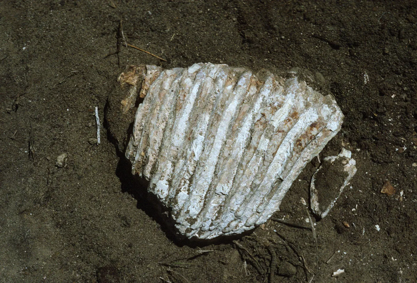 Mammoth Tooth