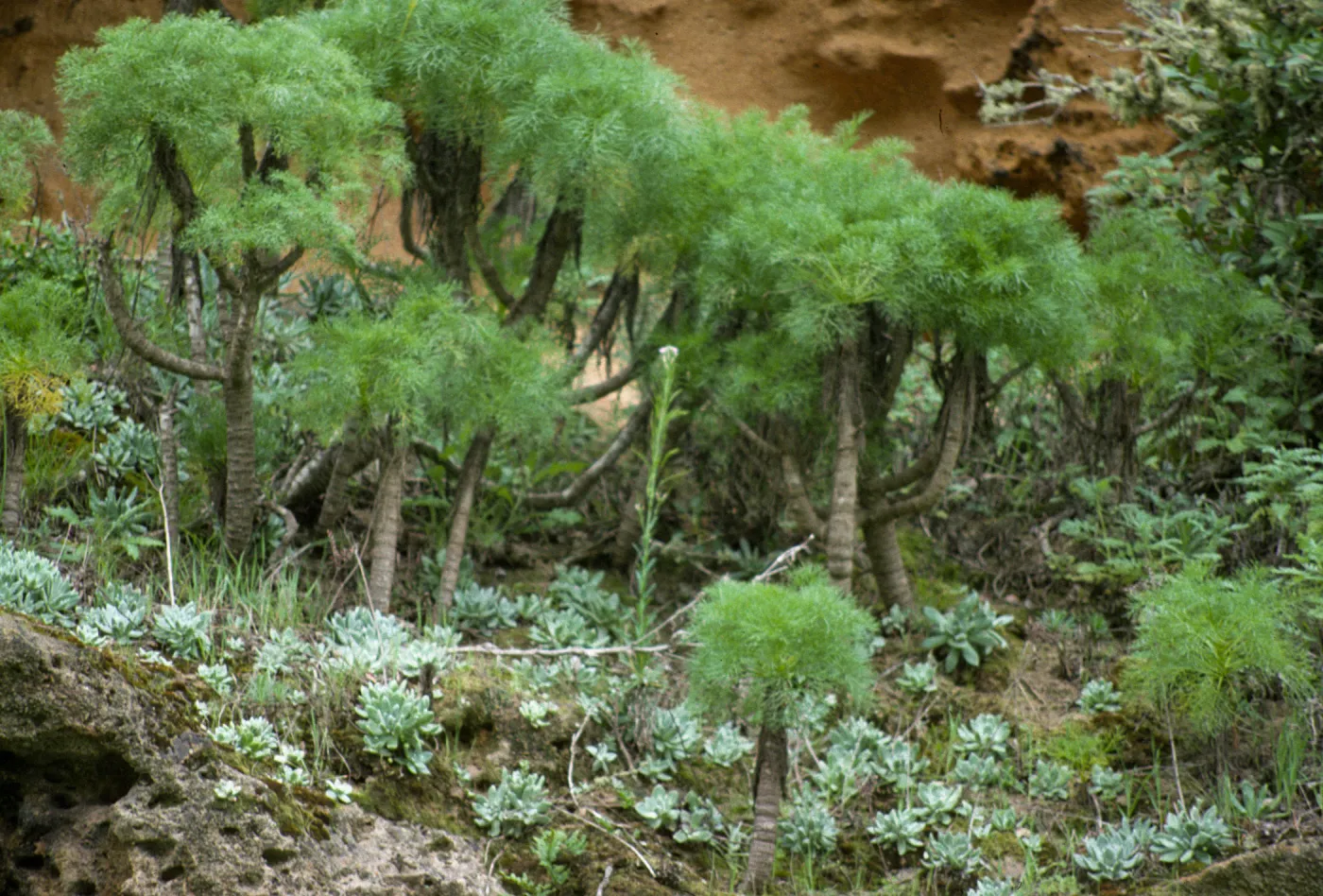Arabis hoffmannii
