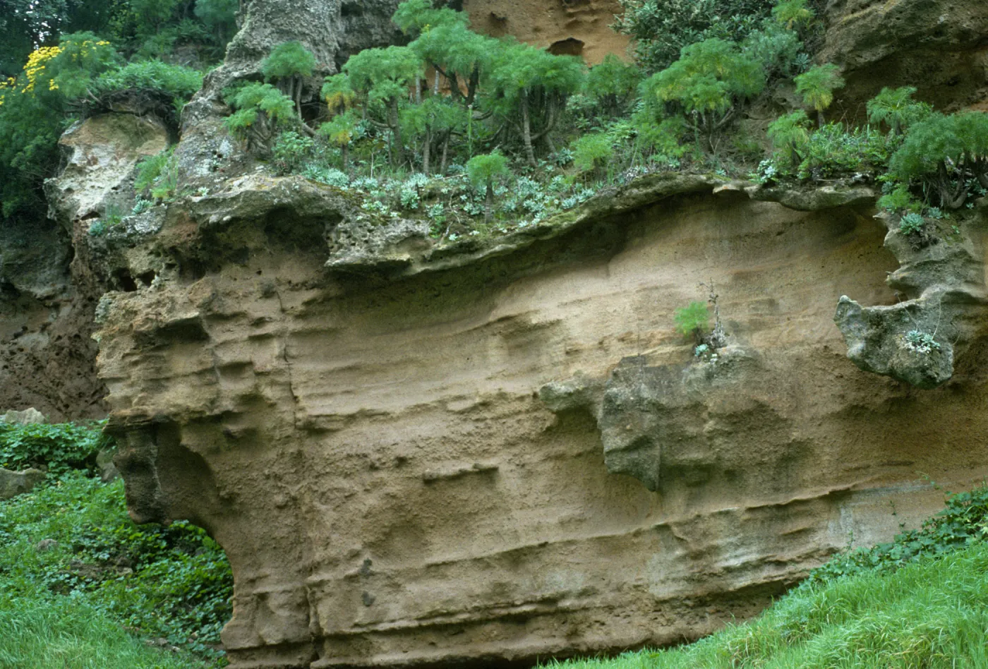 Santa Rosa Island (liveforevers)