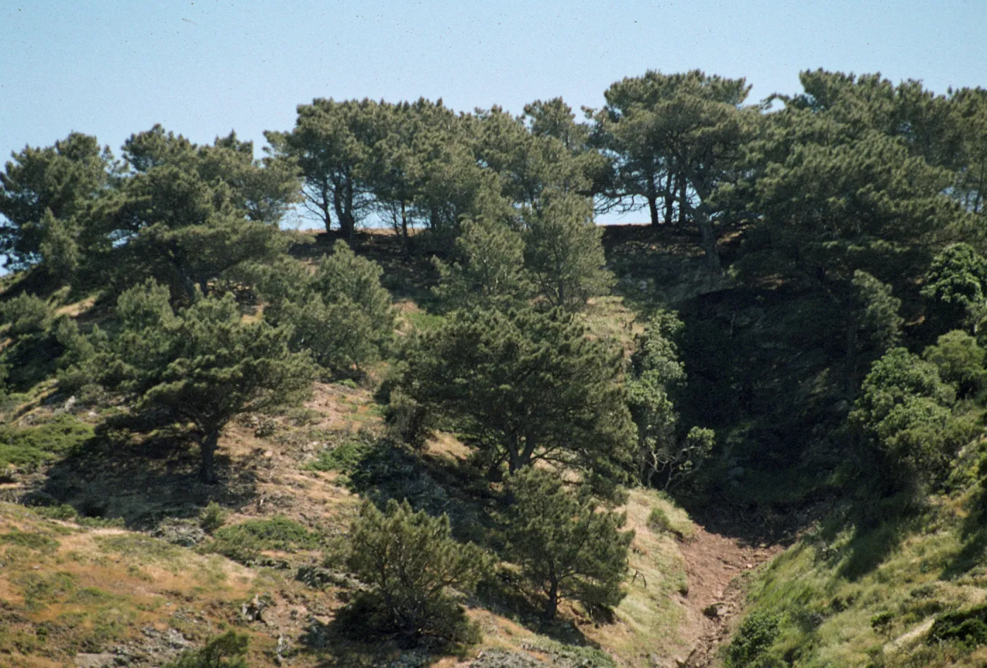 Torrey Pine Grove, Santa Rosa Island