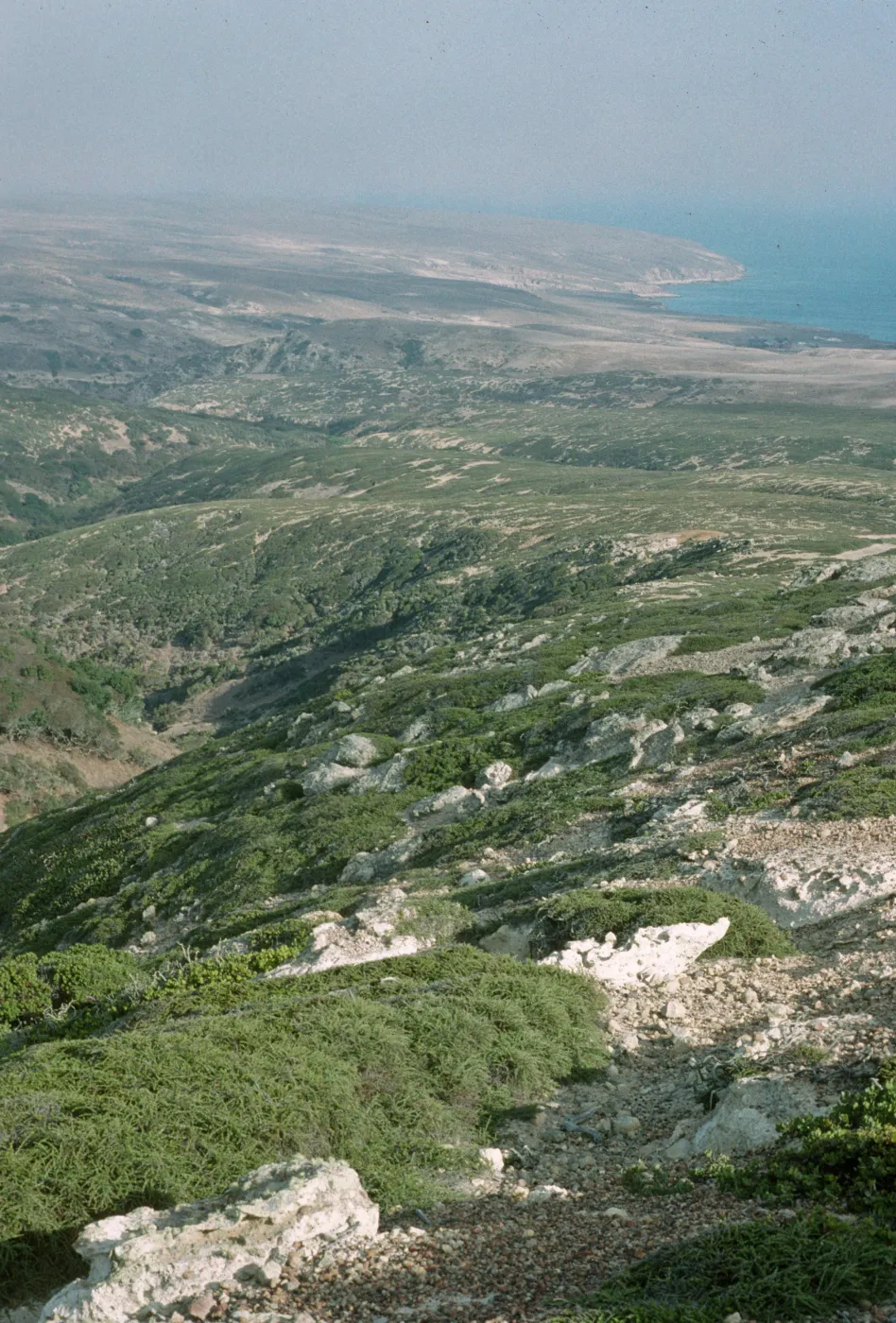 Chaparral, Santa Rosa Island