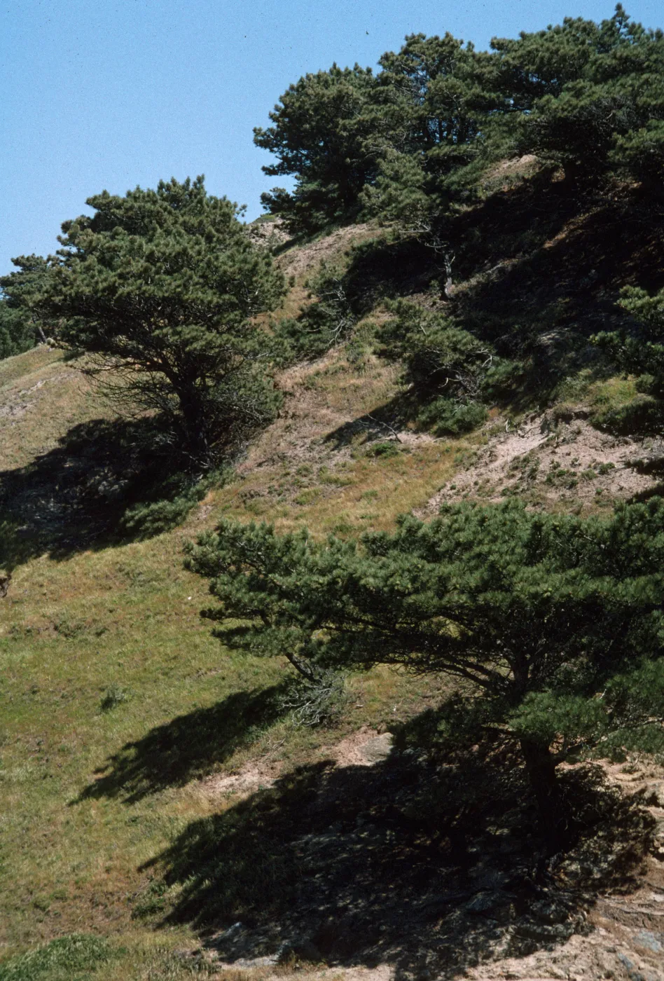 Torrey Pine, Pinus torreyana ssp. insularis, on Santa Rosa Island