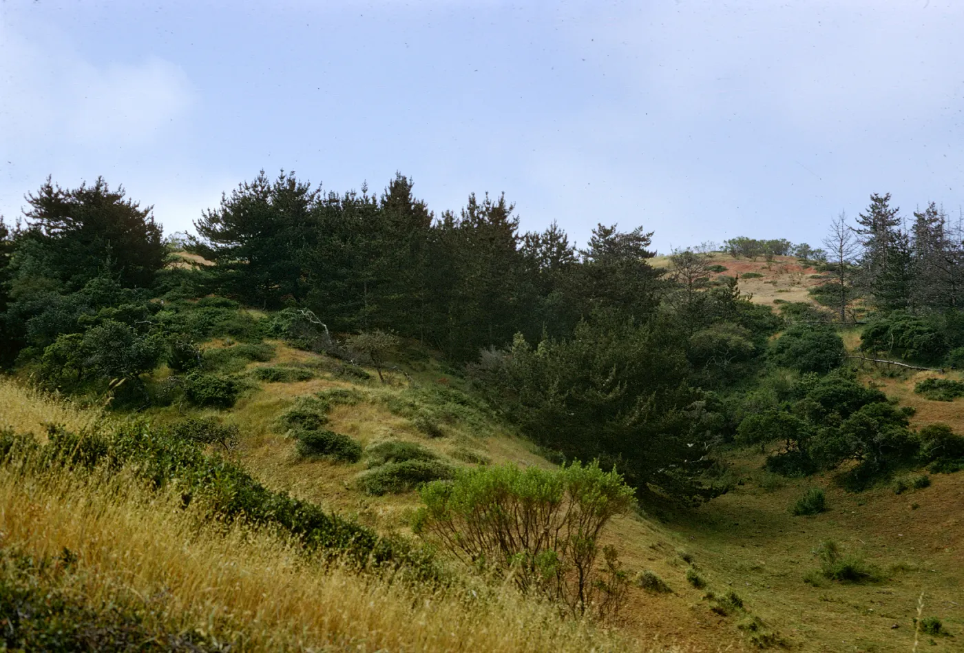 Christy Pines, Santa Cruz Island