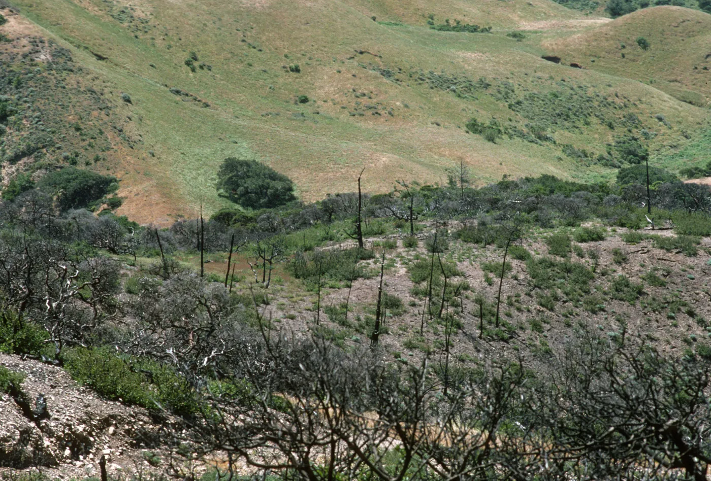 China Pines burn site